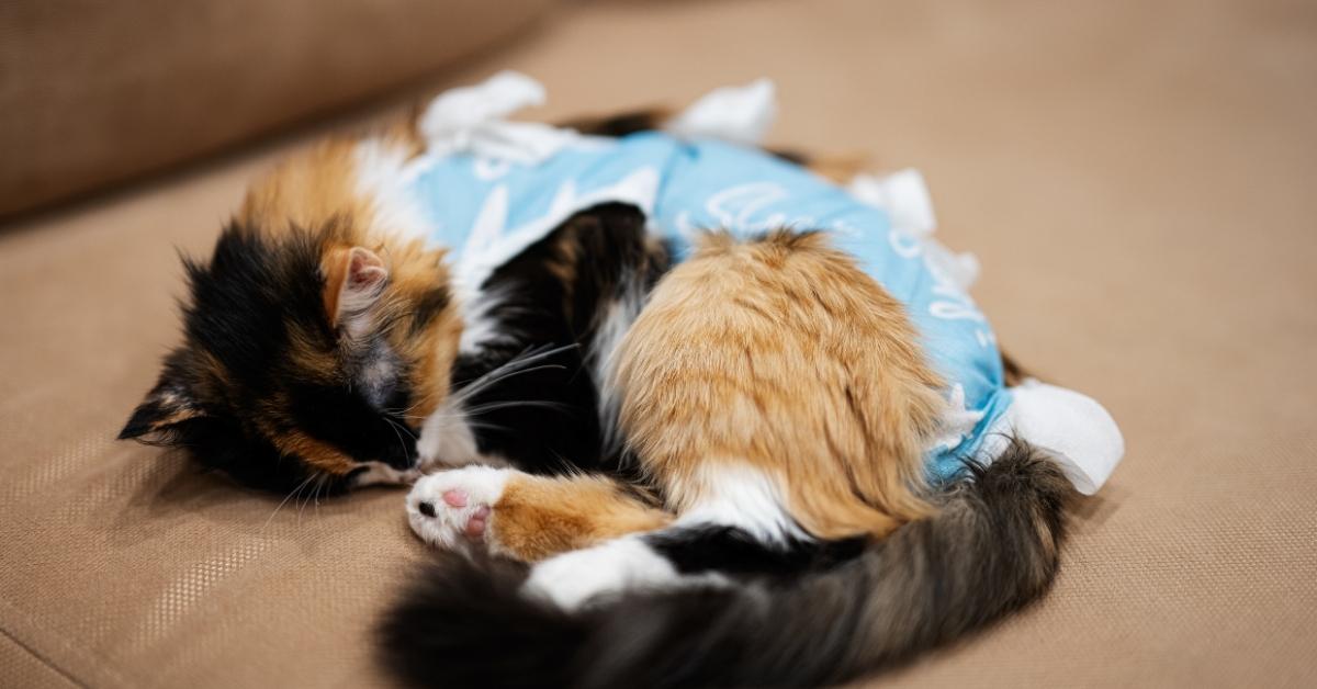 Calico cat in diaper sleeping A calico cat wearing a light blue surgical recovery suit with white tie straps sleeps curled up on a tan sofa after surgery.