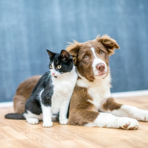 A black and white cat sitting closely next to a brown and white puppy on a wooden floor against a blue background.