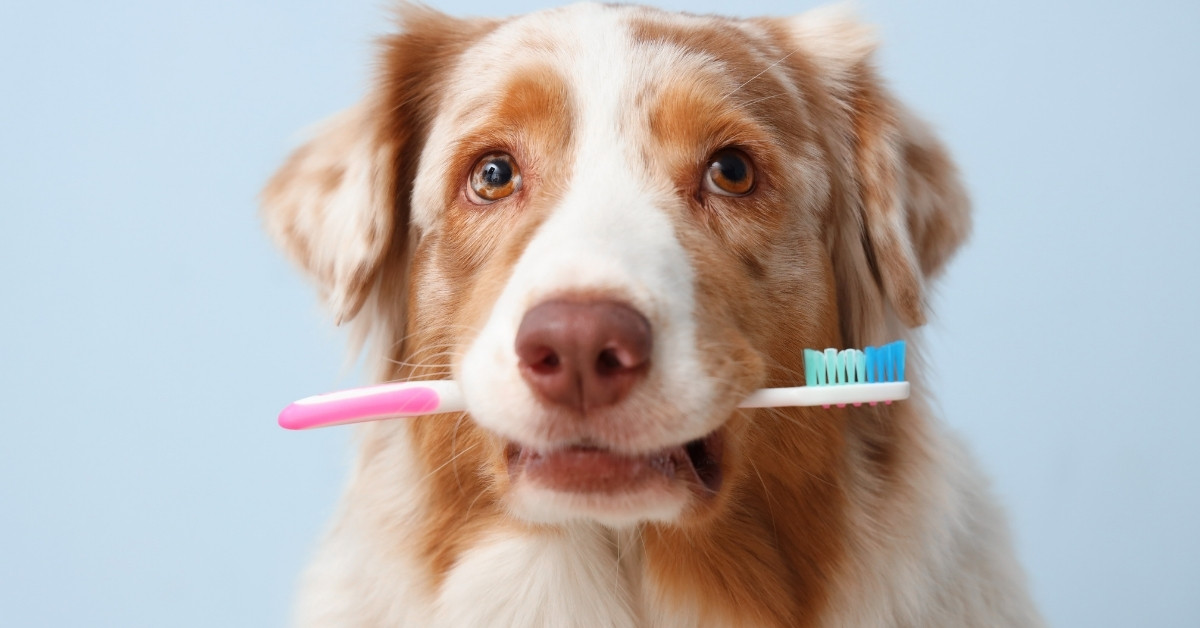 Dog holding toothbrush An Australian Shepherd with a pink and white toothbrush in its mouth against a light blue background.