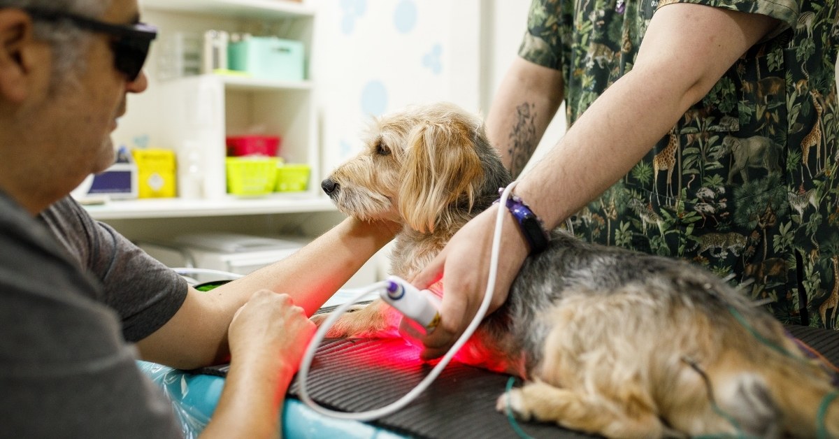 Dog receiving laser therapy A dog with scruffy blonde and grey fur receives laser therapy on its back from a veterinary professional.