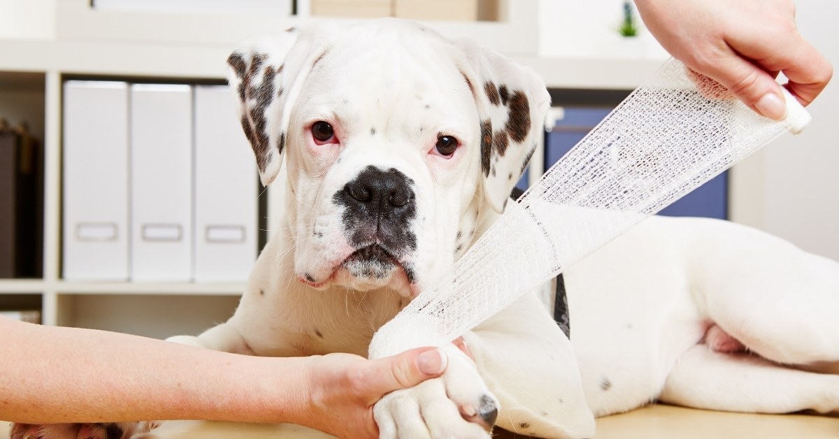 Dog's paw being bandaged. A white Boxer dog with black spots on its ears and muzzle lies on an examination table while a person wraps a white mesh bandage around its front right paw.