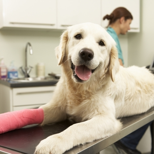 A golden retriever with a pink cast on its front leg lies on a metal examination table, looking at the camera with its tongue out. A person in the background appears to be a veterinarian.