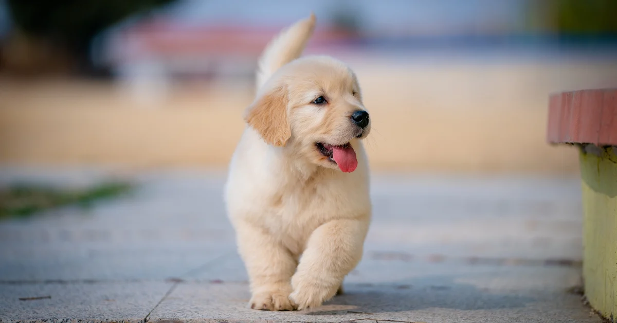 A fluffy golden retriever puppy with its tongue out walks on a paved surface.