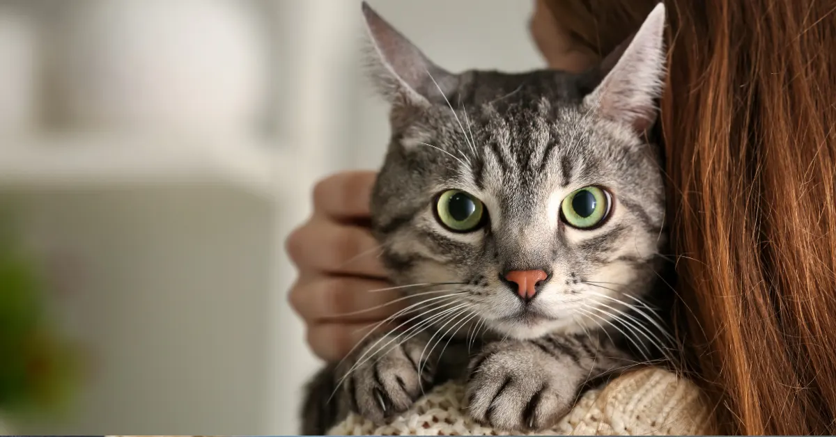 A person is holding a gray tabby cat with green eyes.
