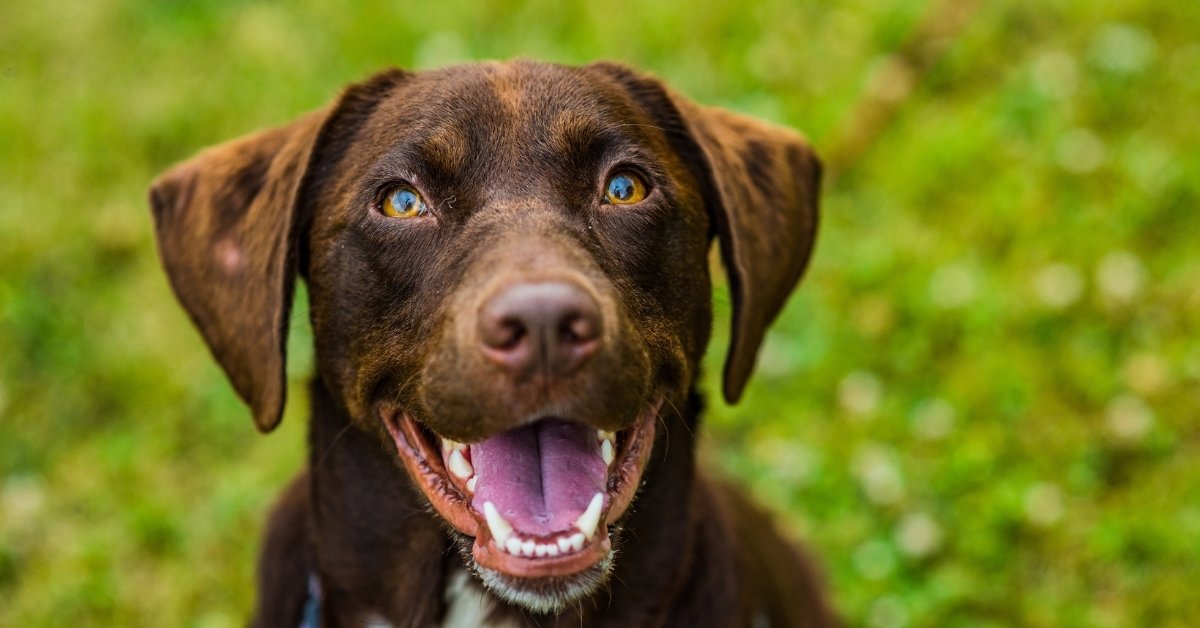 Happy brown dog close-up A close-up shot of a happy brown dog with its mouth open and tongue out, looking directly at the camera with bright eyes. The background is a blurred green grassy field.