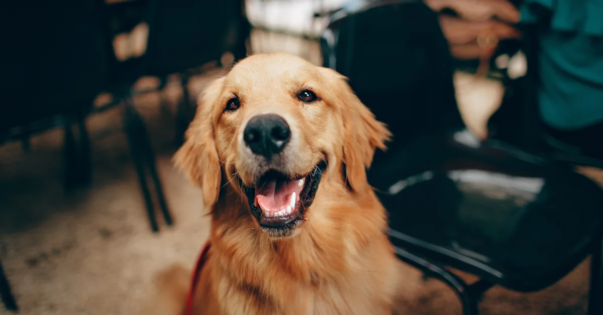 A golden retriever dog with its mouth open and tongue visible, looking directly at the camera with a happy expression.