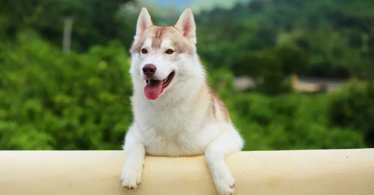 A husky dog with brown and white fur rests its front paws on a cream-colored ledge, with a blurred background of green trees and mountains under a hazy sky.