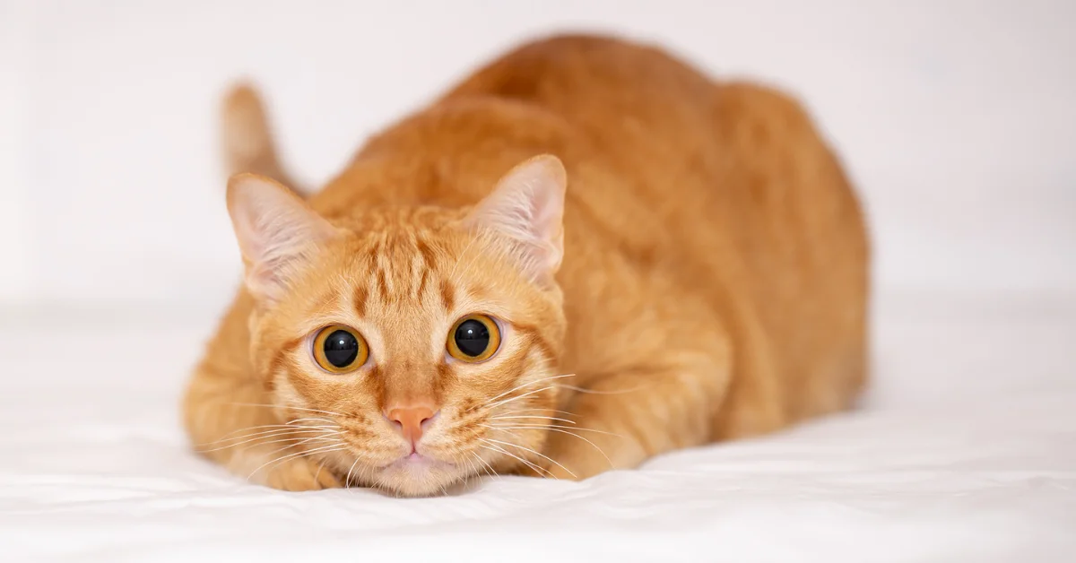 An orange tabby cat with wide eyes lies on a white surface, appearing alert and ready to pounce.