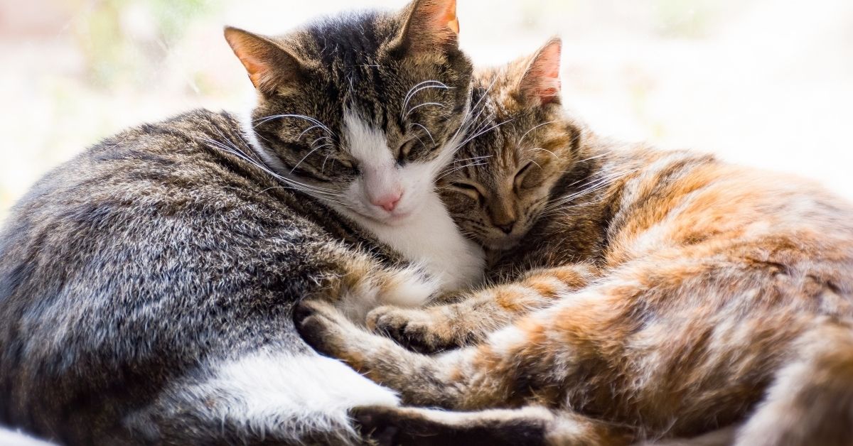 Two sleeping tabby cats Two cats cuddled together sleeping, one with tabby and white markings, the other with tortoiseshell markings.