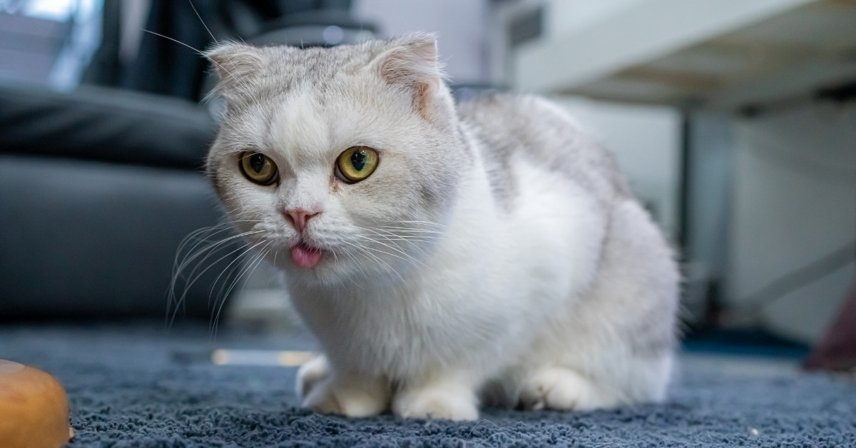 White cat with tongue out A grey and white Scottish Fold cat with its tongue sticking out slightly is sitting on a dark blue carpet.