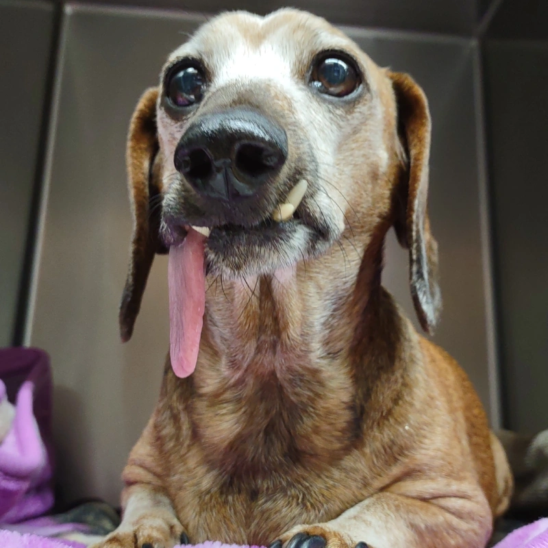 A small tan and white dog with large dark eyes sits indoors, tongue out, looking toward the camera while resting on a bed or cushion.