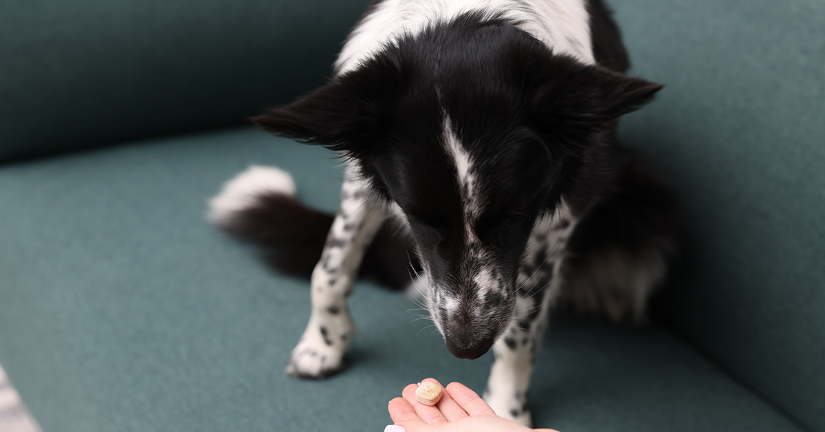 Woman giving pill to her dog at home, closeup person handing a black and white dog a treat