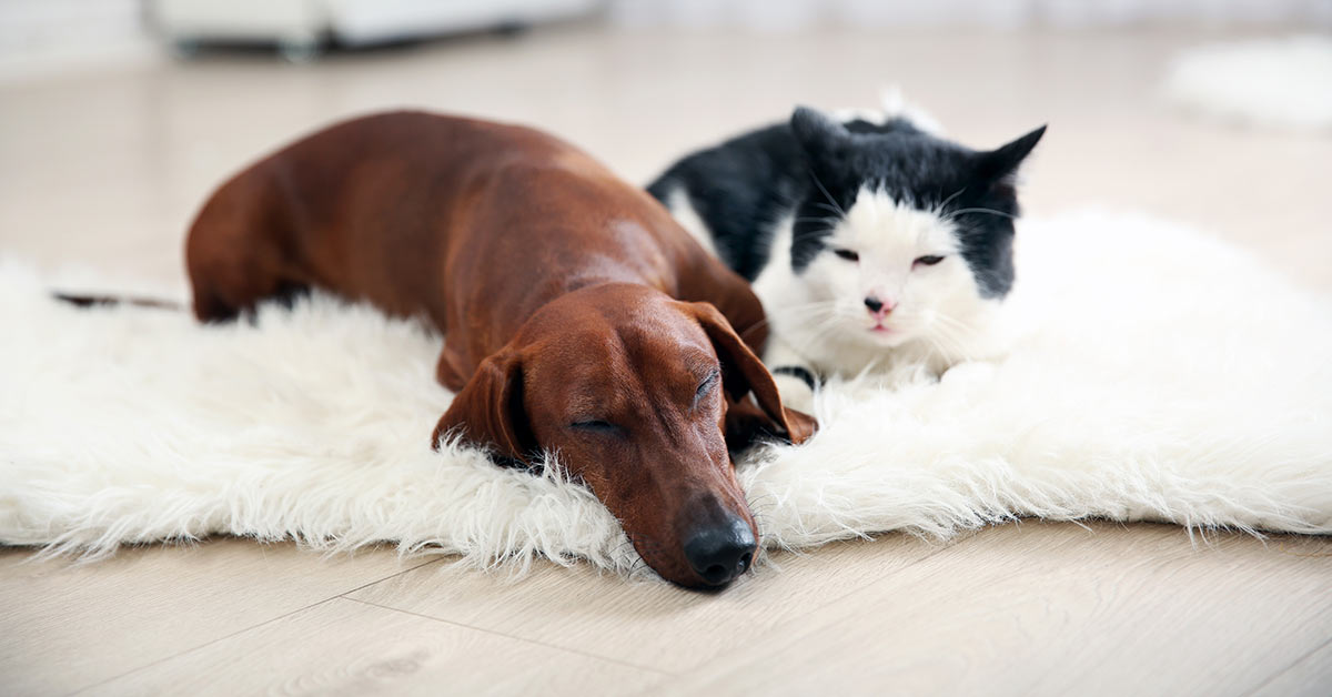 dachshund-cat-resting-together-1200x628-1 Dachshund and black-and-white cat resting together on a rug